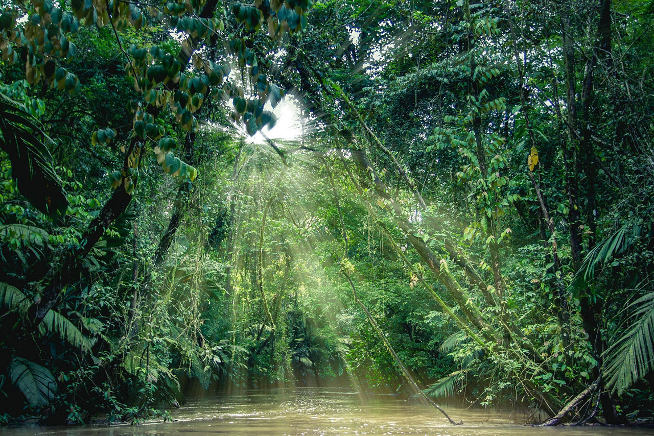 Plants of the rainforest, as seen from a boat in the canals of Tortuguero National Park in Puerto Limon, Costa Rica