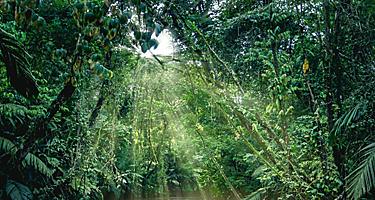 Plants of the rainforest, as seen from a boat in the canals of Tortuguero National Park in Puerto Limon, Costa Rica