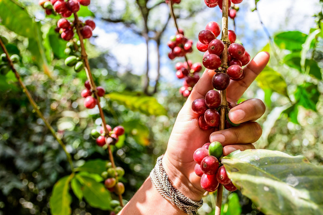 Hand with a branch of ripening coffee beans, Antigua. Central America