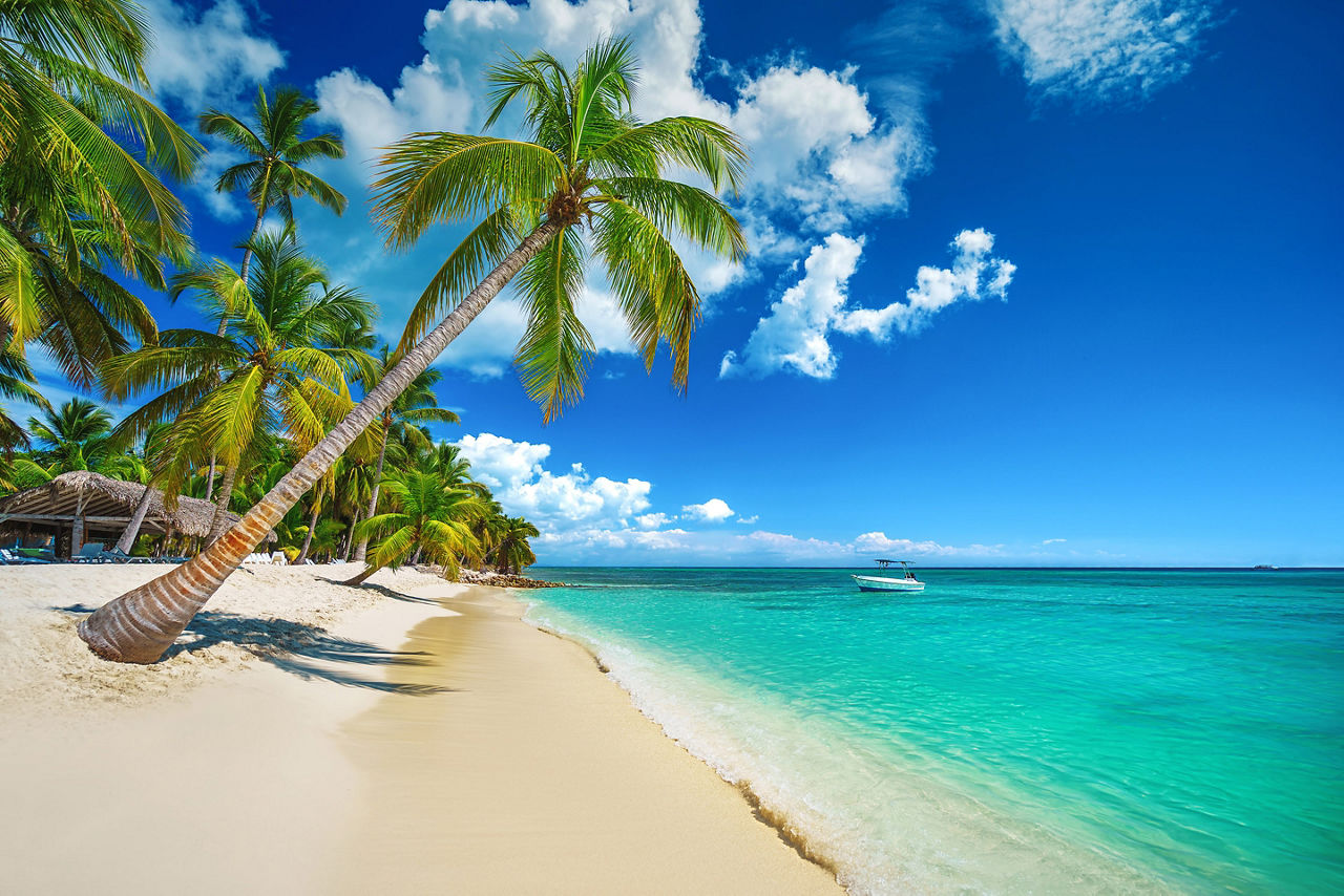 Palm and tropical beach in Punta Cana, Dominican Republic