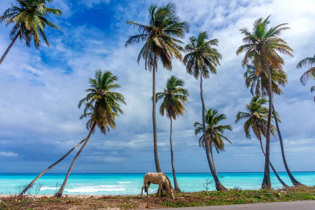 A Horse Eating Grass under the Palm Trees, Punta Cana, Dominican Republic