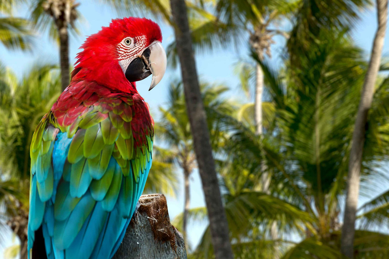 Parrot by the Palm Trees, Punta Cana, Dominican Republic