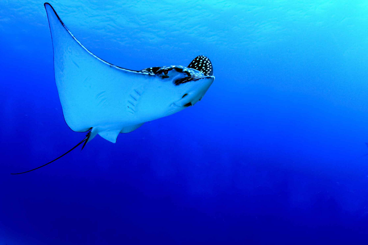 Sting Ray Swimming in the Deep Blue Ocean, Punta Cana, Dominican Republic 