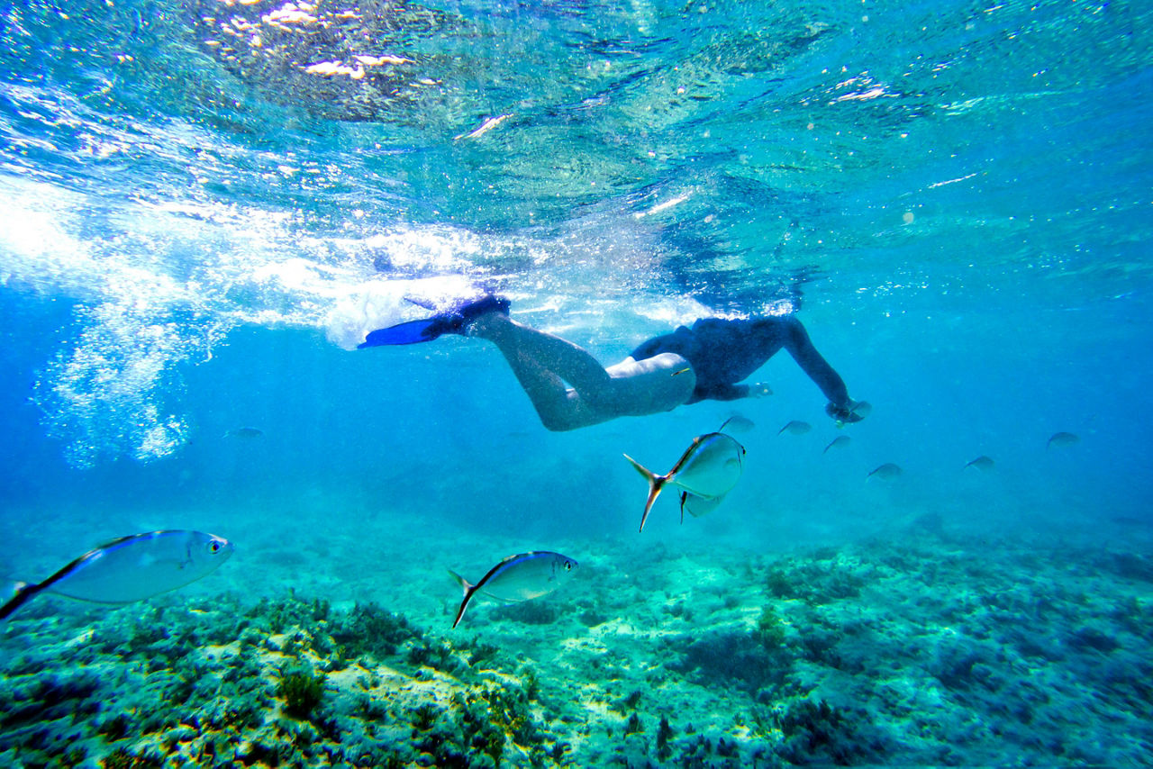 Snorkeling at Bávaro, Punta Cana, Dominican Republic. Bar jack fish school