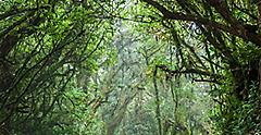 Puntarenas, Costa Rica Monteverde Cloud Forest