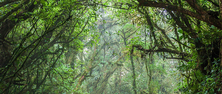 The rain forest within the Monteverde Cloud Forest in Costa Rica