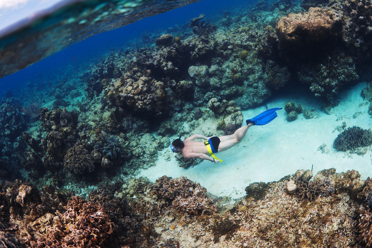 West Bay Snorkeling Reef, Roatan, Honduras