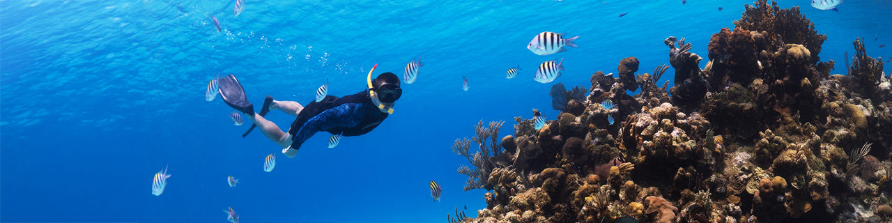 Westbay Snorkeling Coral Fish , Roatan Honduras