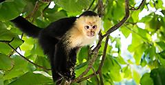 Gumbalimba Park Nature Reserve Capuchin Monkey, Roatan, Honduras
