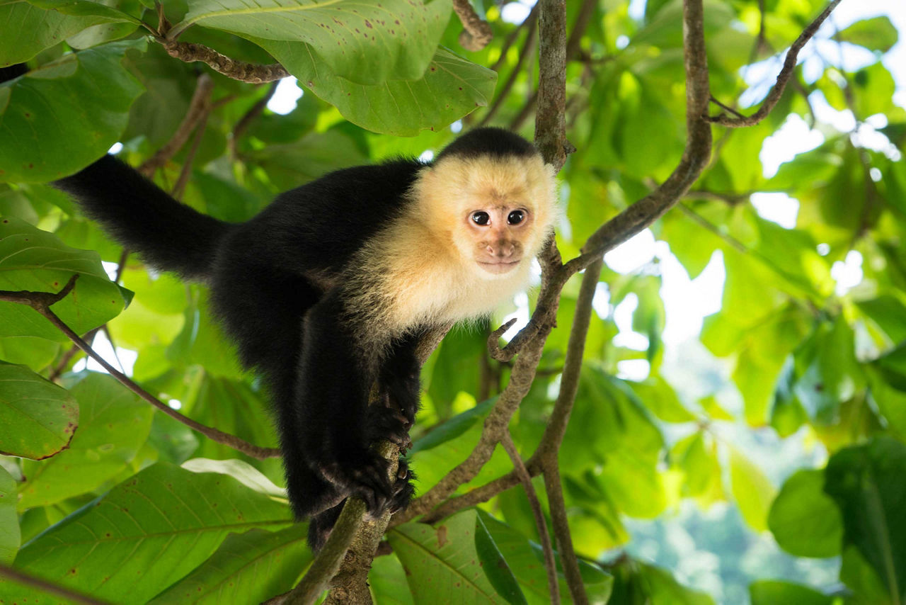 Gumbalimba Park Nature Reserve Capuchin Monkey, Roatan, Honduras