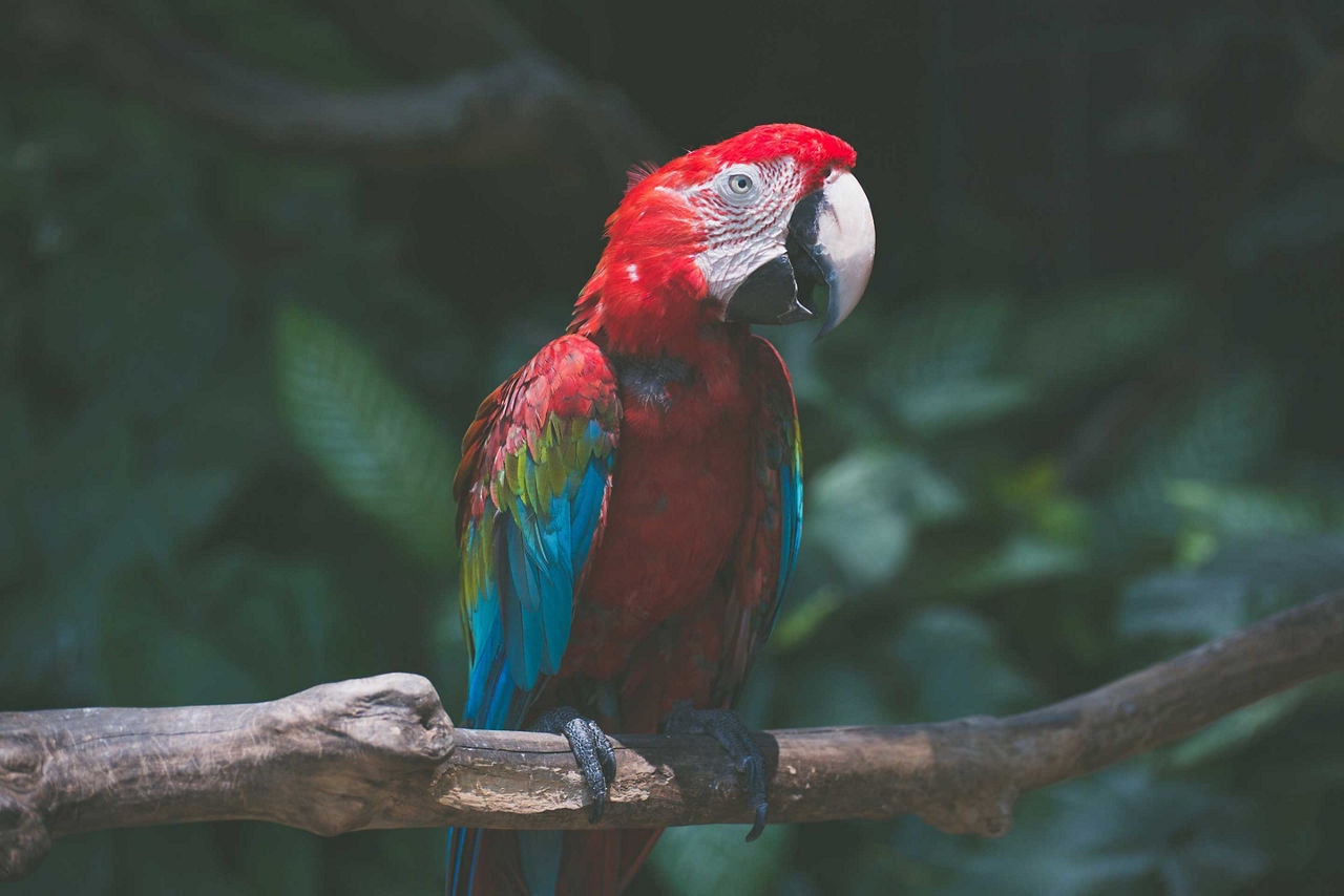 Gumbalimba Park Nature Reserve Parrot, Roatan, Honduras 
