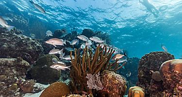 Marine Reserve Snorkeling Coral Fish, Roatan, Honduras