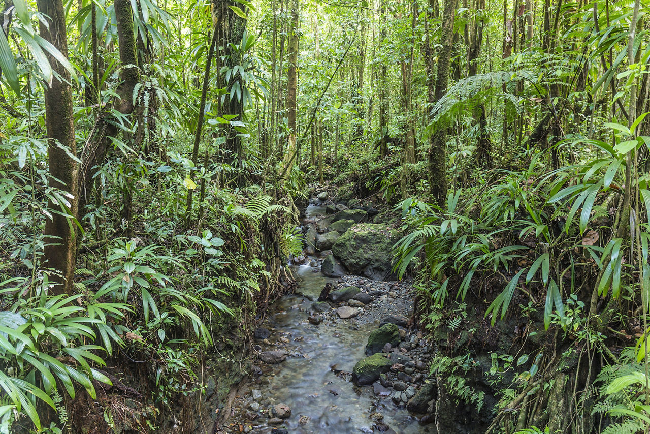 Dense Jungle with Small Creek in the National Park, Roseau Dominica