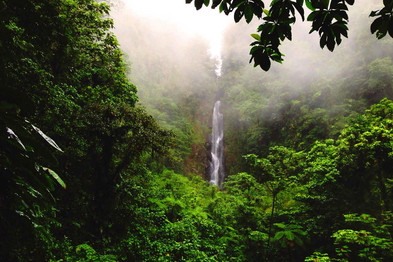 Lush Rainforest with Views of Trafalgar Falls, Roseau, Dominica