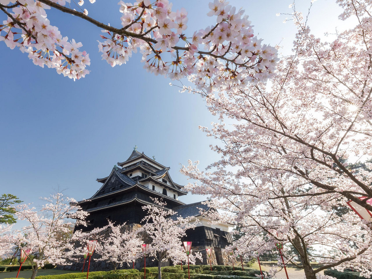 Sakaiminato, Japan Matsue Castle Cherry Blossoms