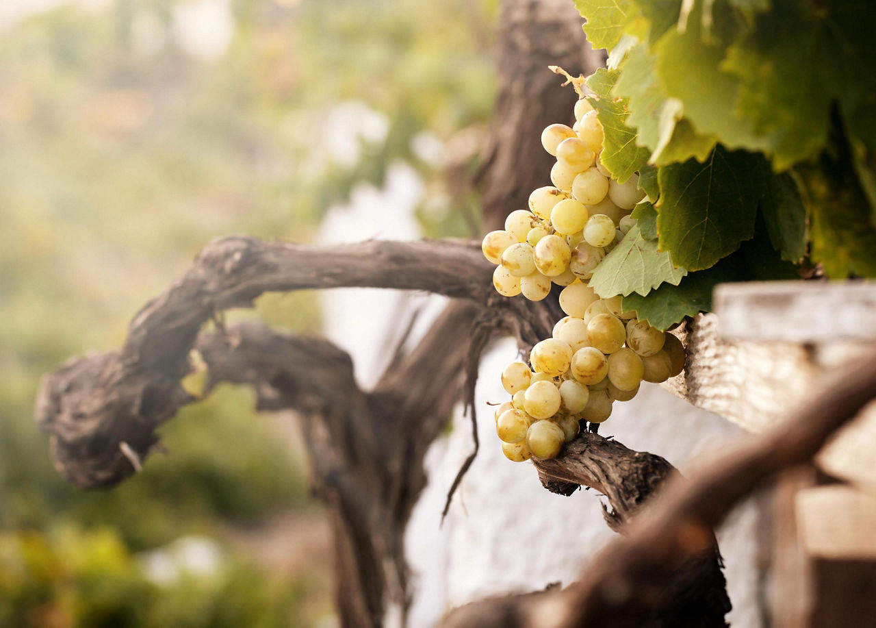 Bunch of white grapes in the vineyard in the Wine Museum of Thira, Santorini, Greece