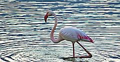 Sardinia (Cagliari), Italy, Flamingo