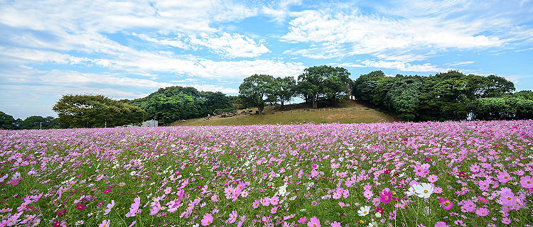 Field of cosmos flowers in Tenkaiho in Sasebo, Japan