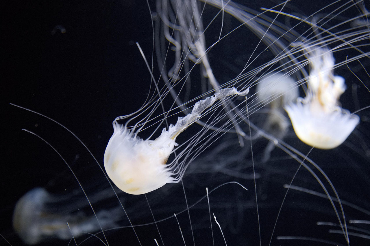 Sasebo, Japan Aquarium Jellyfish