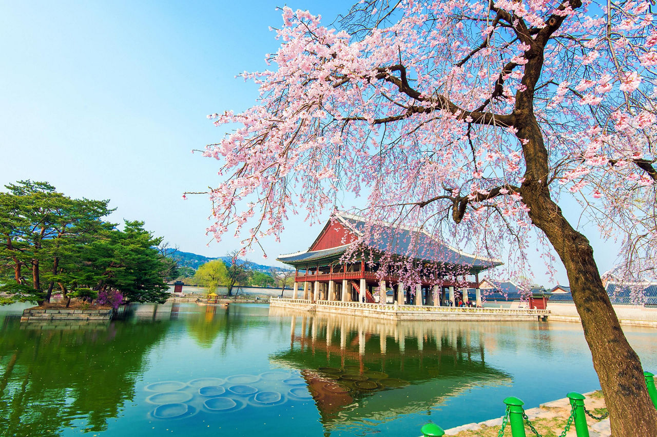 Serene view of the Gyeongbokgung palace with cherry blossoms