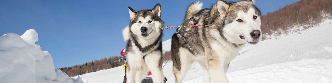 Dog Sledding Huskies , Seaward, Alaska