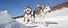 Dog Sledding Huskies Iditarod National Historic, Seaward, Alaska 