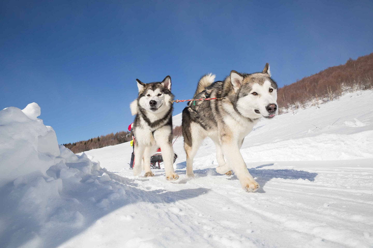 Energetic huskies race across snowy Seward trail, showcasing Alaska’s sledding heritage. - Seward, Alaska