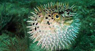 A blowfish in the ocean