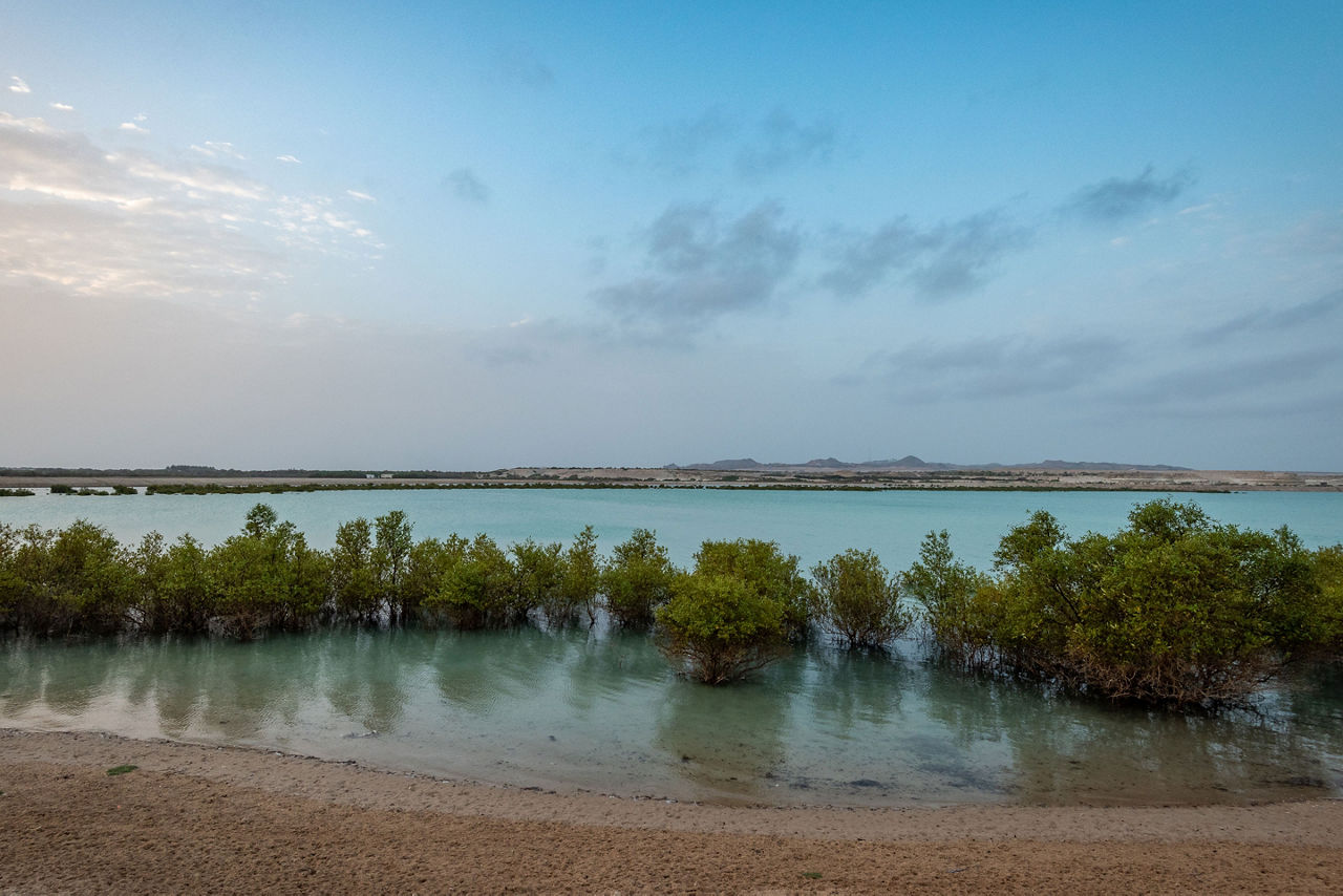 Sir Bani Yas, United Arab Emirates Sunrise Mangroves