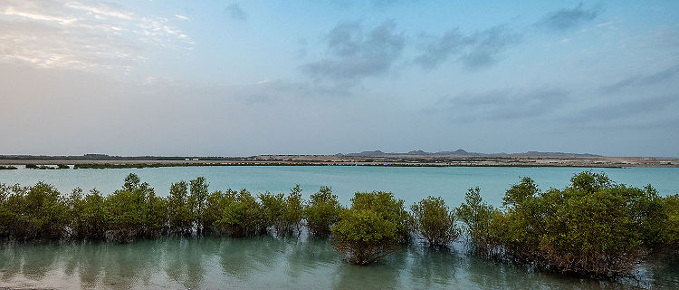 The Sun rising over iconic mangroves on Sir Bani Yas, United Arab Emirates