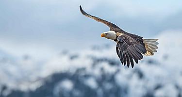 Eagle Soaring through the Air, Sitka, Alaska
