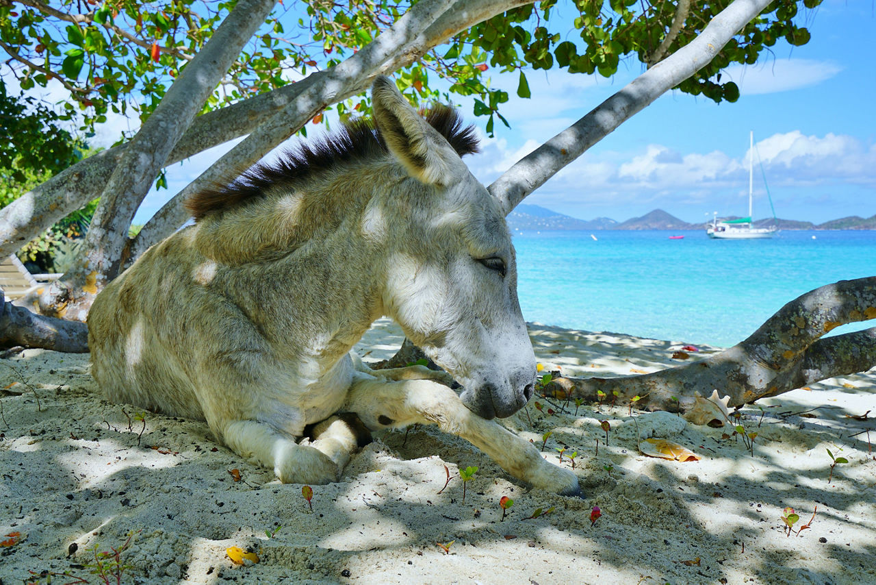 Donkey on the beach in St John. The Caribbean