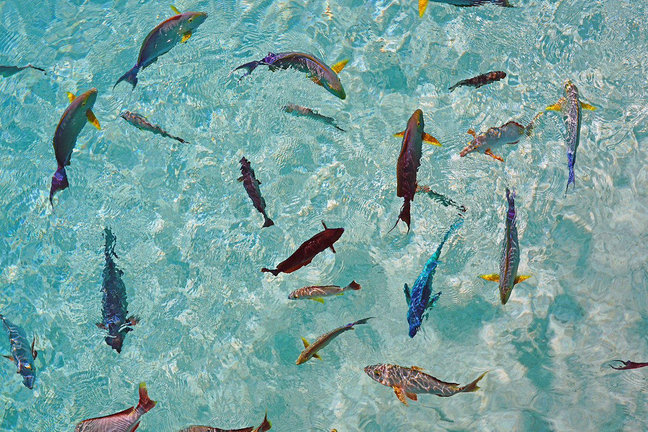 View of a multicolor fish in the ocean. The Caribbean