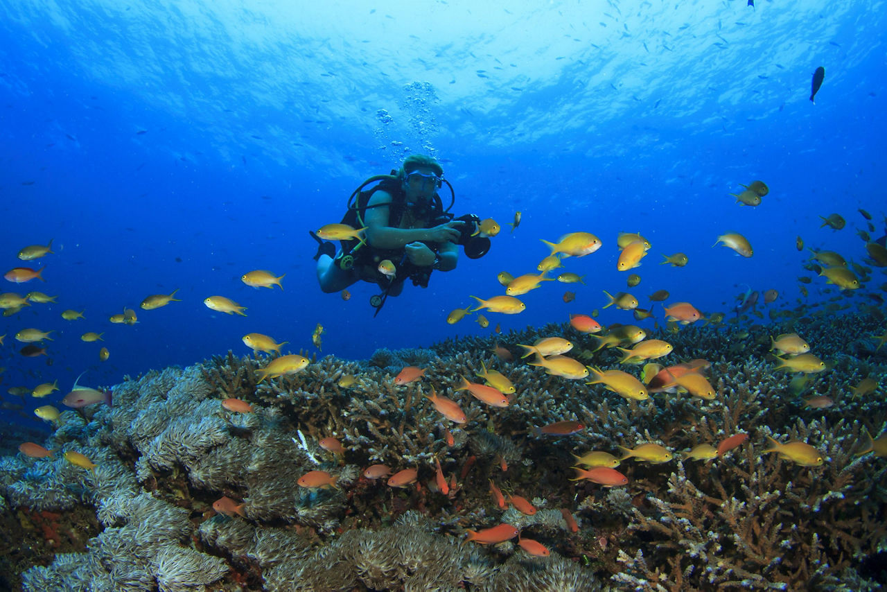 Scuba Diving on coral reef with tropical fish in Subic Bay, Philippines