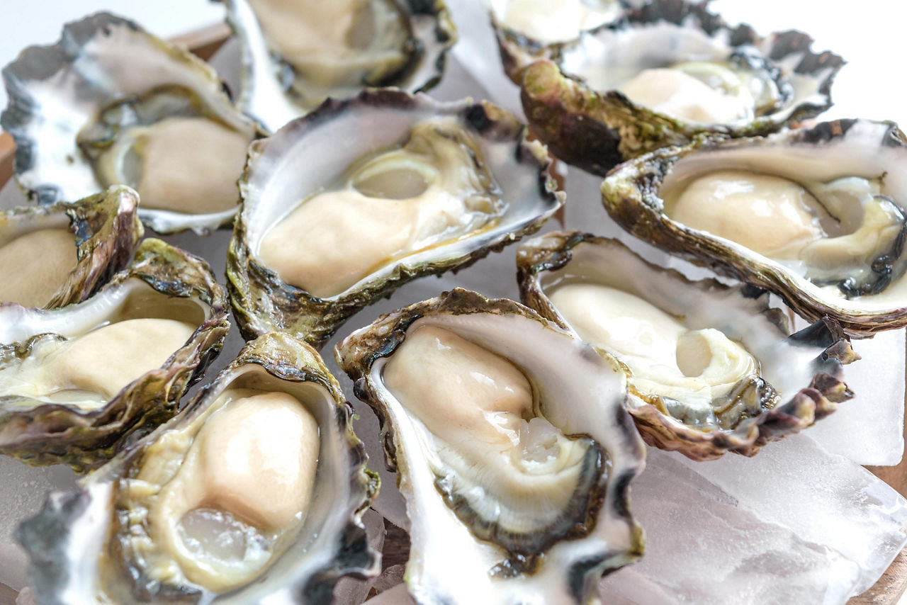 A plate of fresh Sydney rock oysters