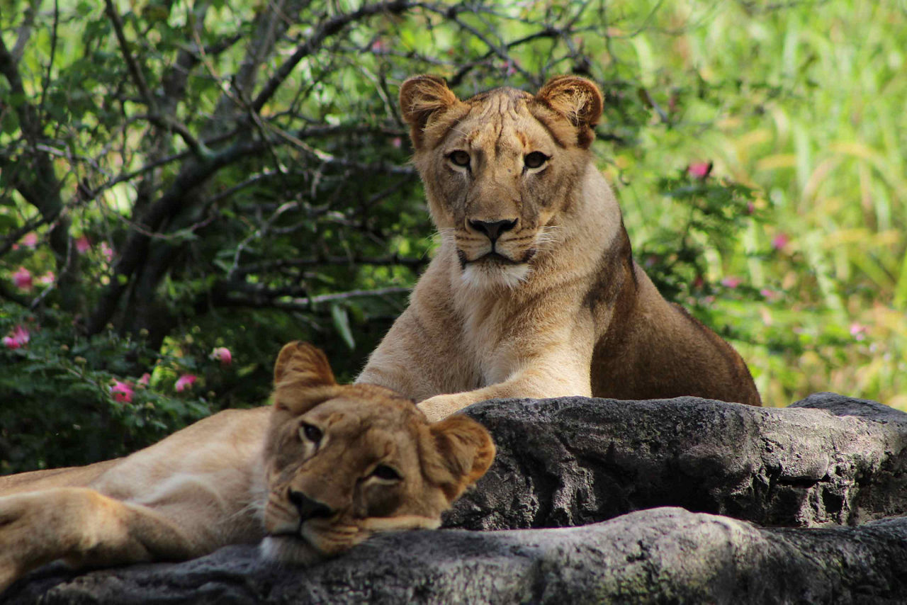 Tampa Zoo Lions Resting, Tampa, Florida