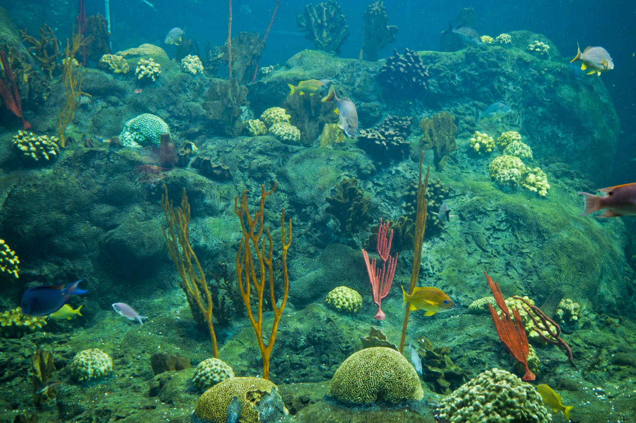 Coral Underwater, Tampa, Florida