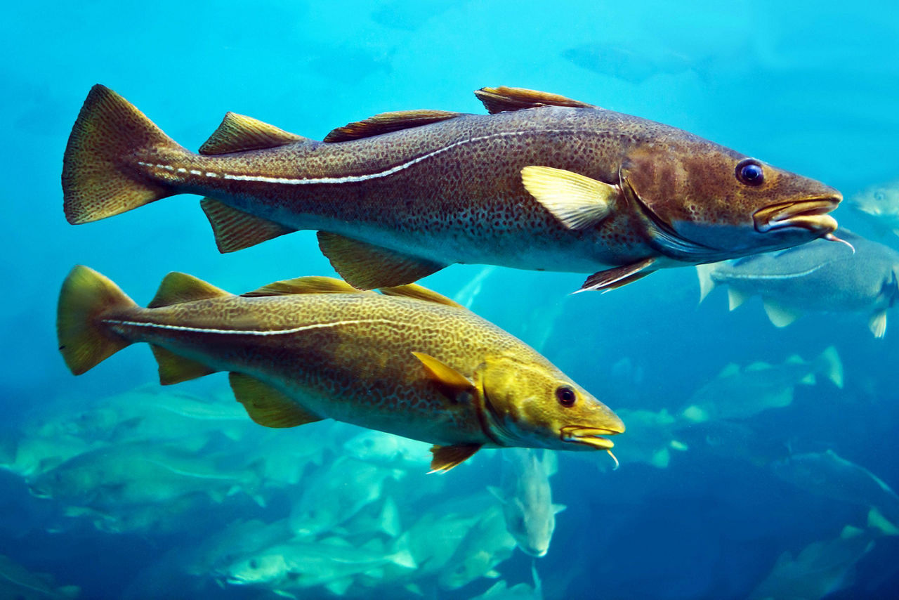 Tromso, Norway, Cod fish in aquarium