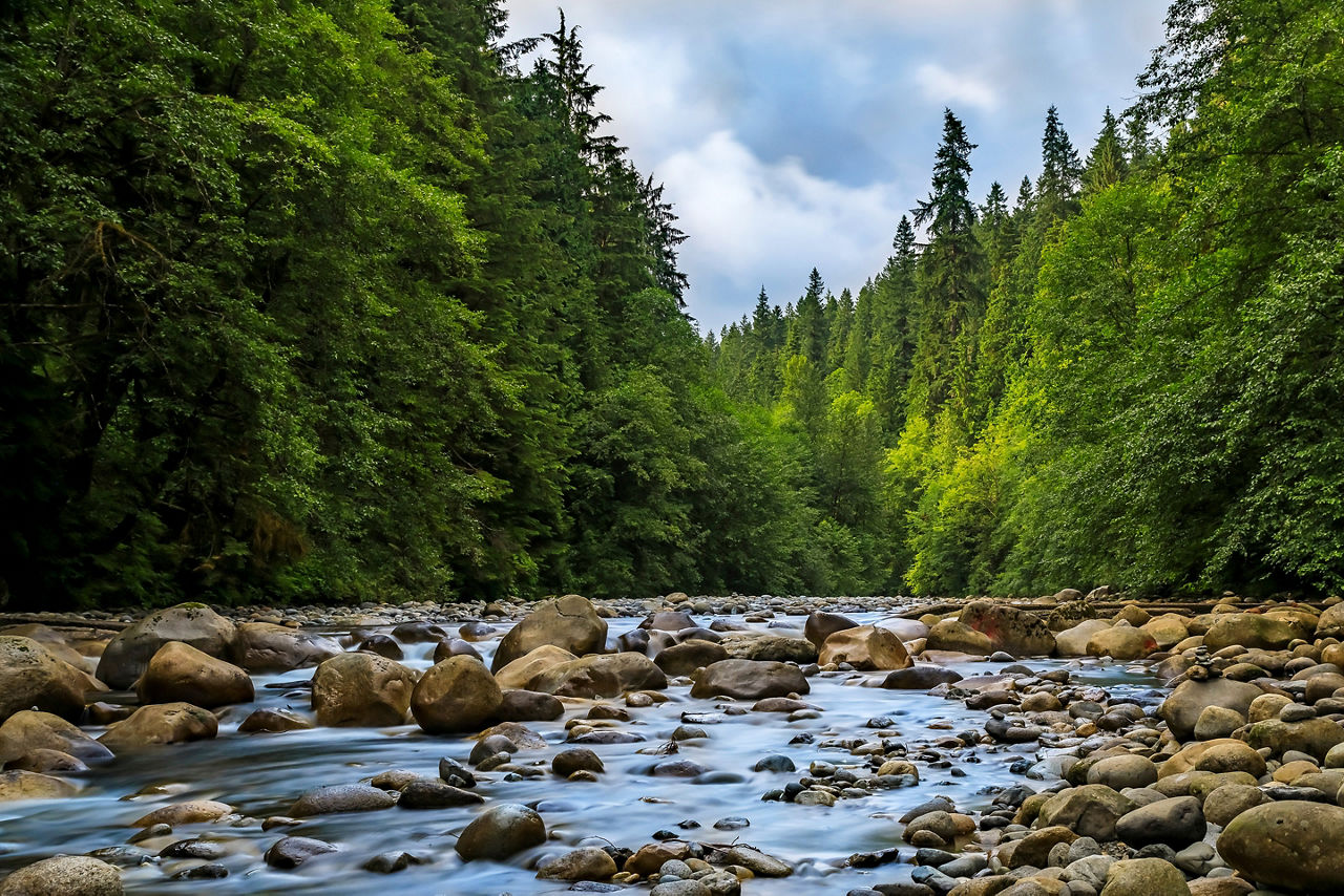 Pine trees in Lynn Canyon Park forest, Vancouver, Canada