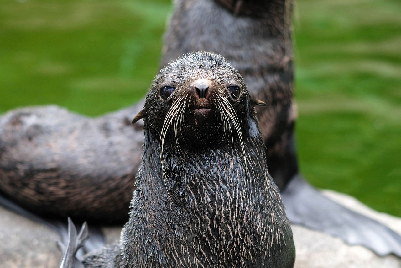 Northern fur seal at Vancouver Aquarium