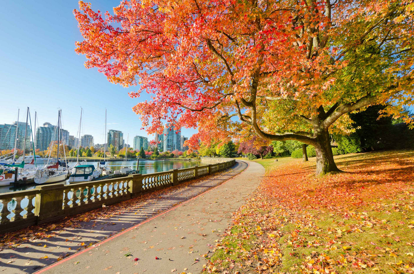 Golden autumn trees frame Vancouver skyline beside calm harbor waters. - Vancouver, British Columbia