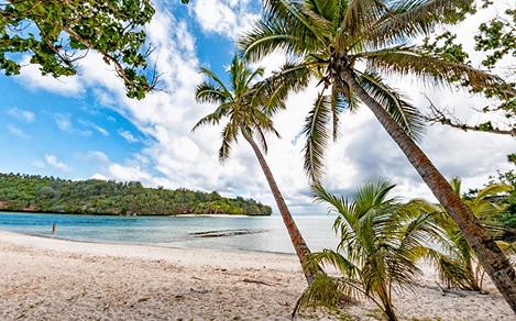 Palm trees on a beach in Vava'u, Tonga