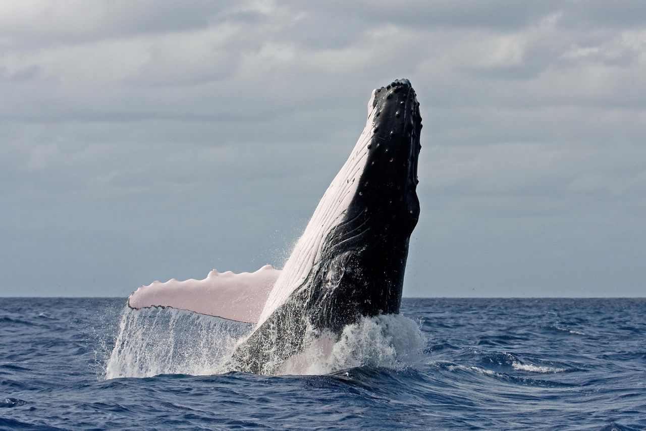 A breaching humpback whale off the coast of Vava'u, Tonga