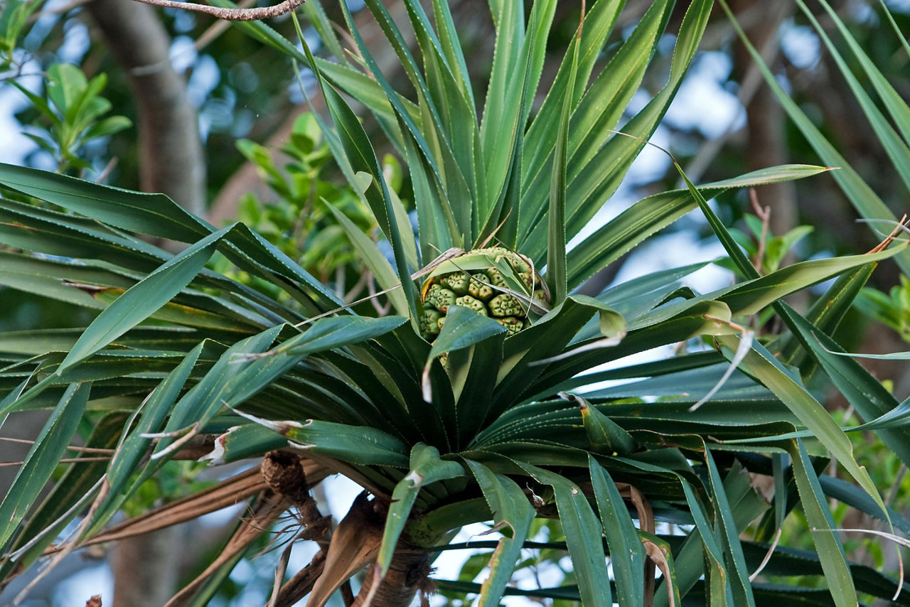 A screwpine plant in Tonga