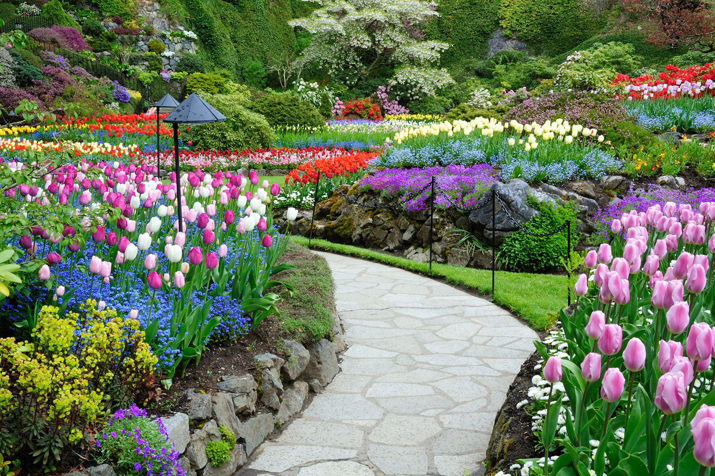Colorful tulips and manicured pathways showcase the beauty of Butchart Gardens. - Victoria, British Columbia