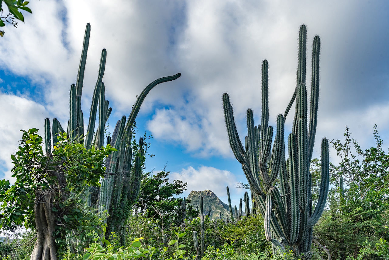 Christoffel National Park Cactus, Willemstad, Curacao
