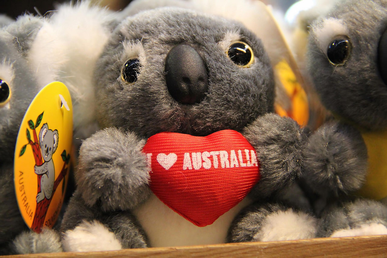 Koala stuffed toy at a souvenir shop in Australia