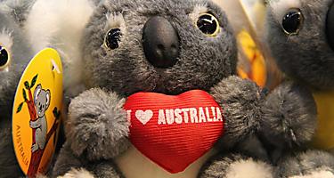 Koala stuffed toy at a souvenir shop in Australia