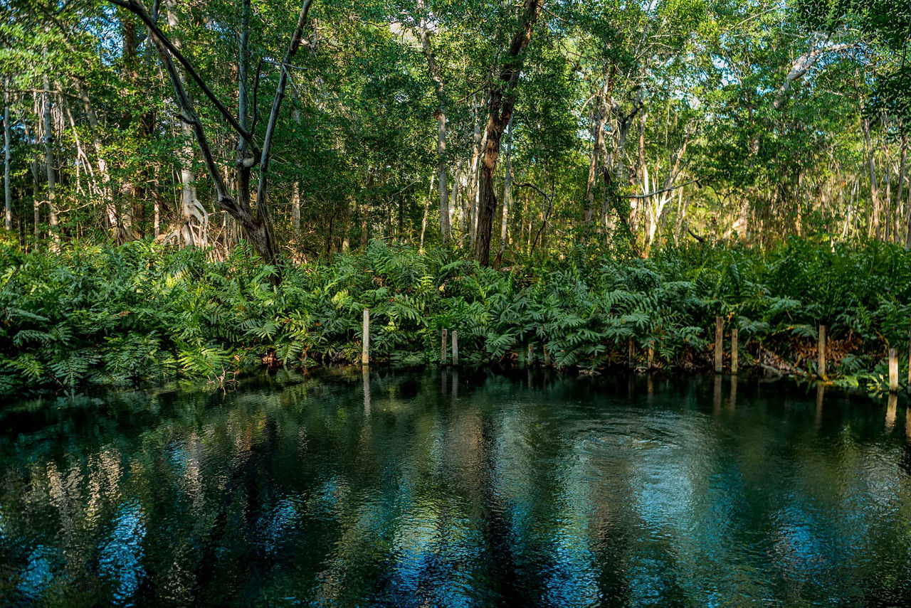 The Mangroves Perfect for Kayaking, Yucatan, Mexico 