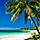 Lautoka, Fiji Islands, Palm trees on beach